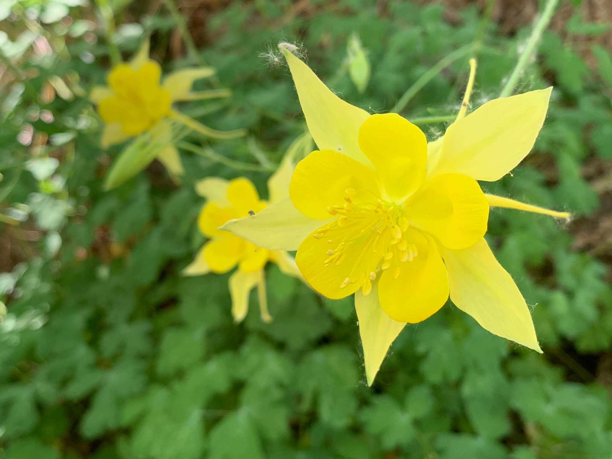 Aquilegia chrysantha